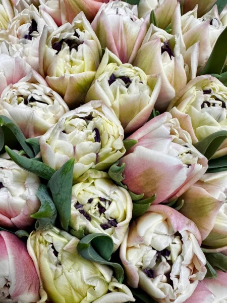 Срезка Тюльпан Самбука